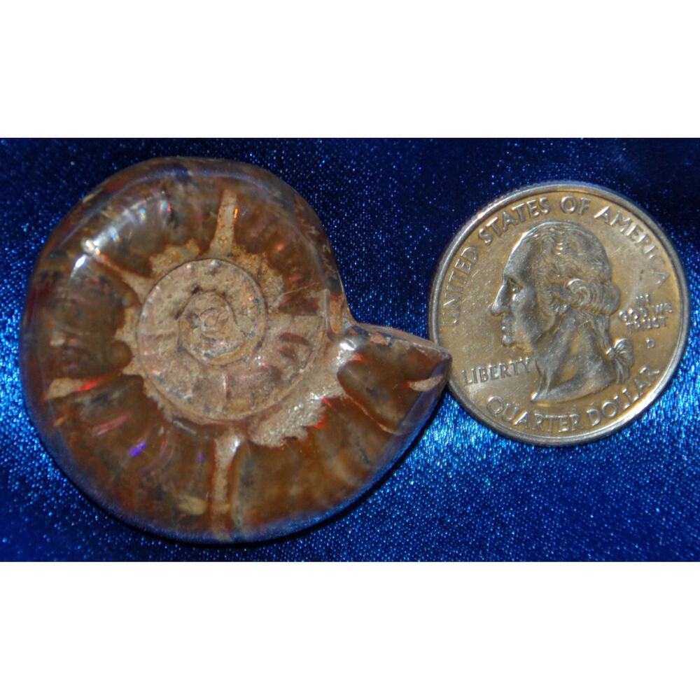 Opalescent Ammonite Fossil: Shimmering Cephalopod Specimen, Unique Gift